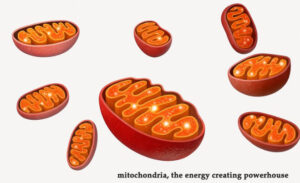 molecular hydrogen and mitochondria